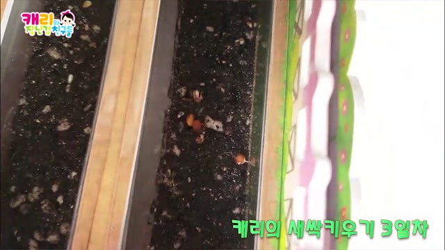 31화