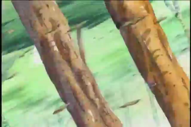 제 16 화 카야를 지켜라! 우솝해적단의 대활약